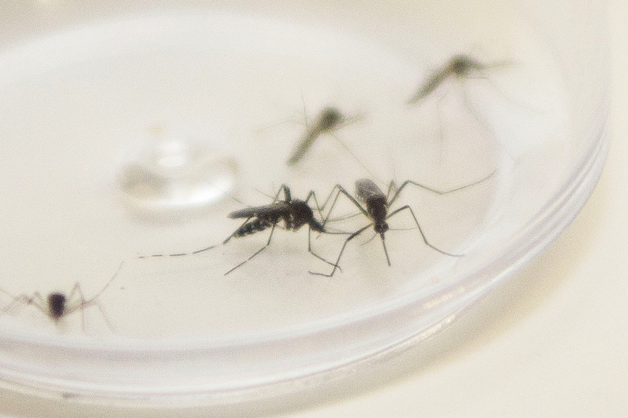 Paraná tem 5.343 casos de dengue confirmados