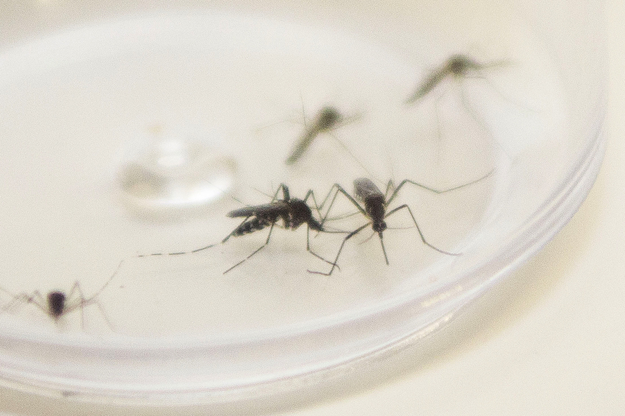 Incidência aponta situação de alerta para epidemia de dengue