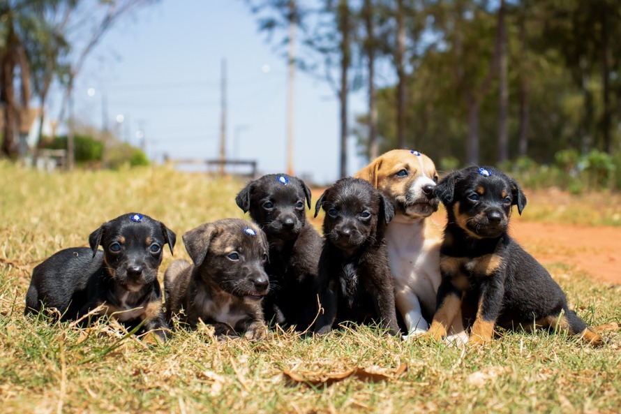 Renda de leilão será revertida para entidades de proteção animal