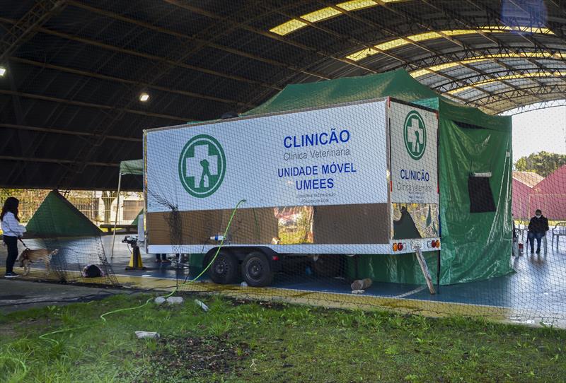 Castrações de cães e gatos: Agendamento para cirurgias de setembro começa nesta sexta