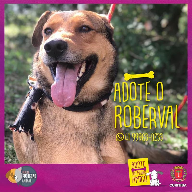 Rede de Proteção Animal divulga cães e gatos disponíveis para adoção pelo Facebook