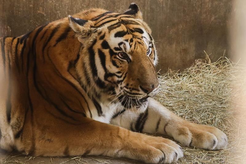Zoo de Curitiba recebe tigre vítima de maus-tratos em casa noturna