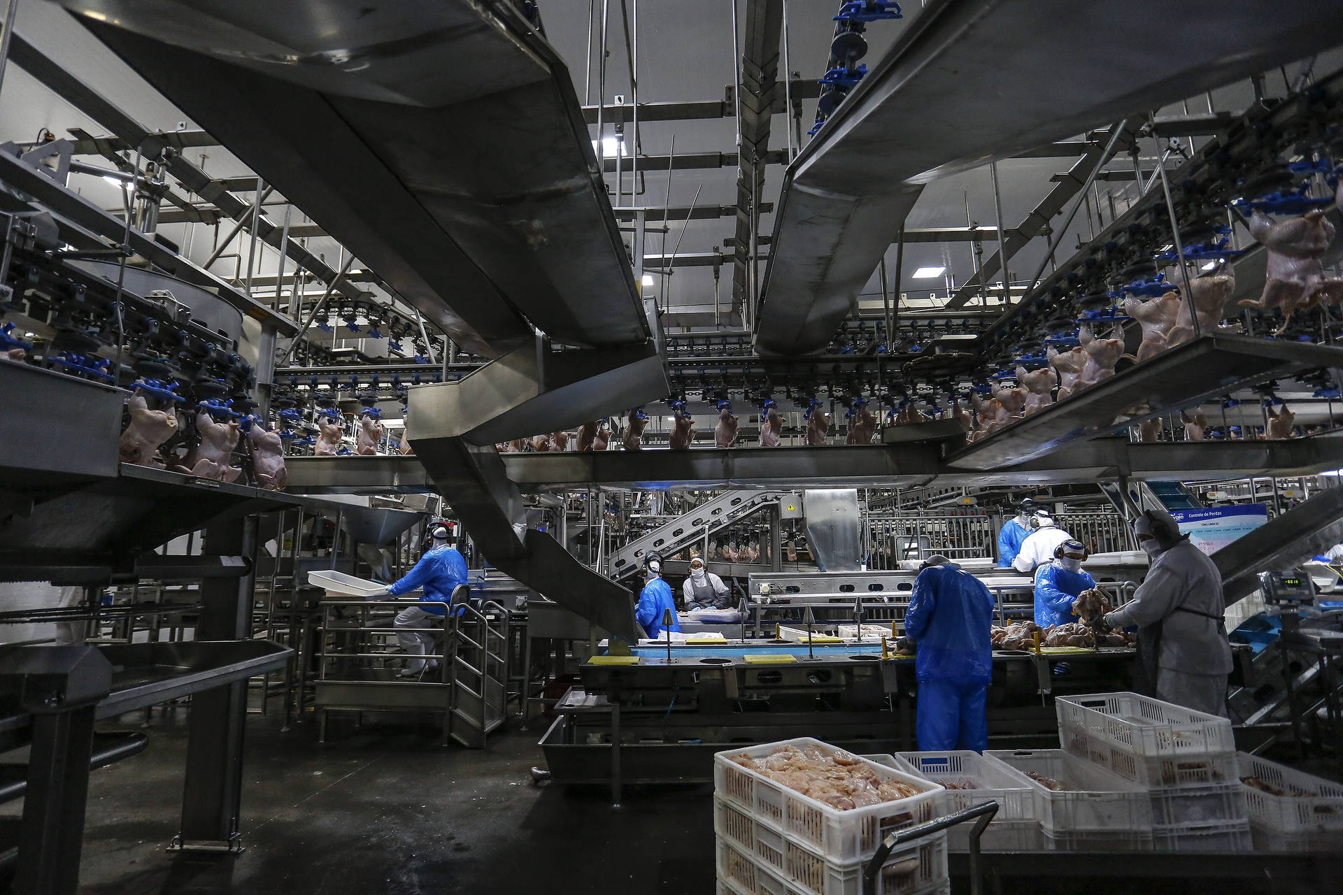 Paraná produz um terço da carne de frango do Brasil