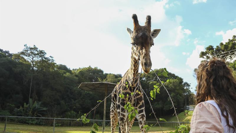 Zoológico reabre para visitações a pé, mas com agendamento