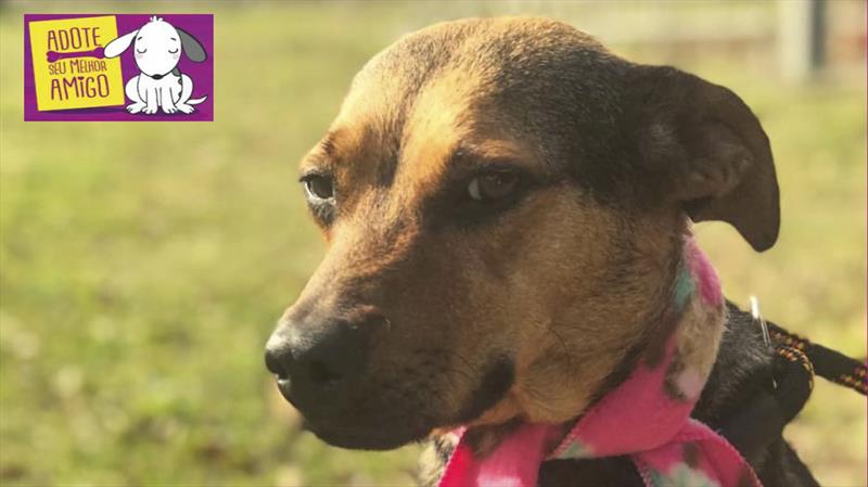 Animais adotados são agentes de proteção à saúde mental