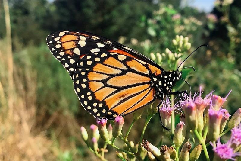 Livro traz curiosidades e cores das borboletas do Jardim Botânico
