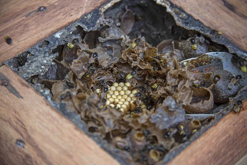 Agricultores urbanos fazem curso sobre abelhas nativas no Museu de História Natural