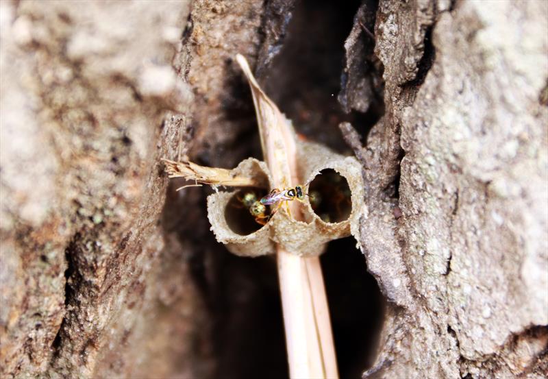 Ninhos de abelhas sem ferrão são sinalizados no Passeio Público