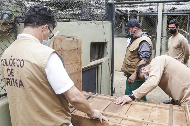 Filhote de onça-parda vai receber os cuidados do Zoo de Curitiba