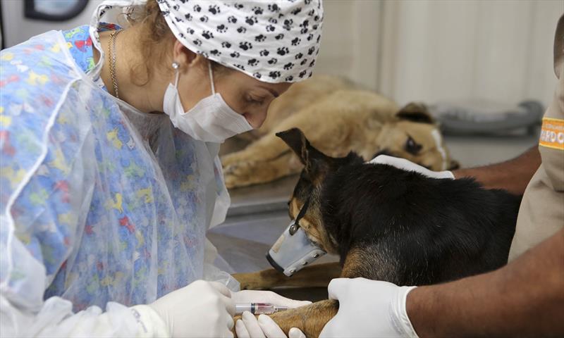 Rede abre agendamentos para castrações de cães e gatos em novembro