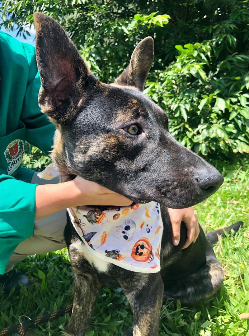 Amigo Bicho tem edição especial de Halloween no próximo sábado