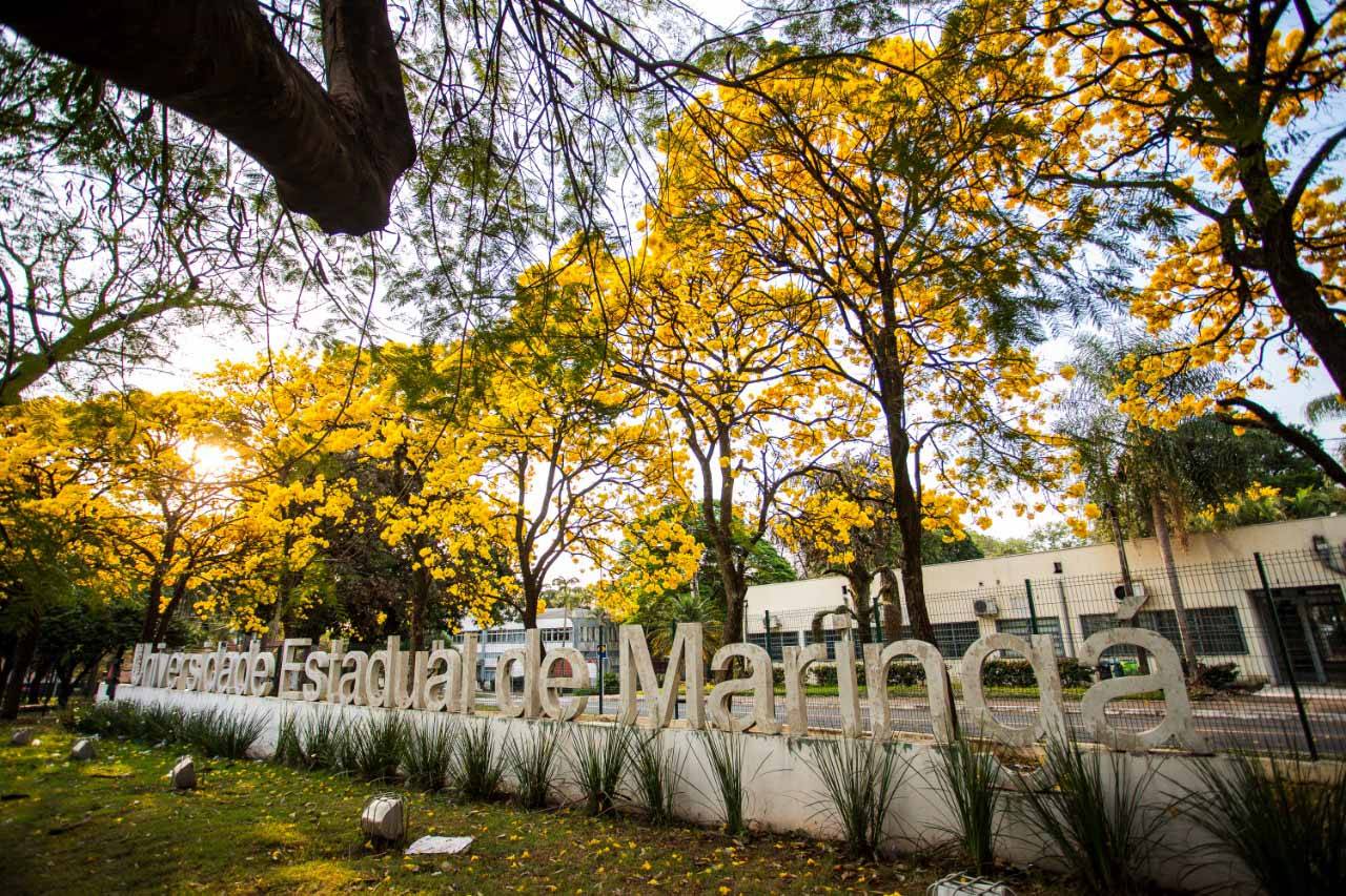 Terminam nesta quinta-feira as inscrições para professores temporários na UEM