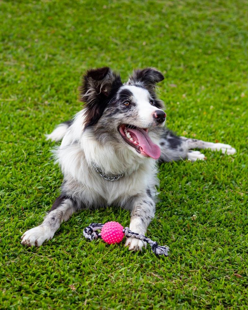 Cão da Guarda Municipal se prepara para atividades em escolas e CMEIs