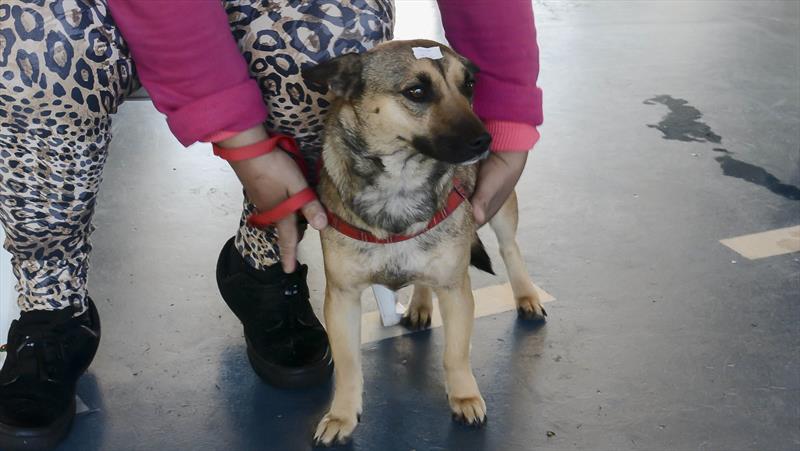 Rede abre agendamentos para castração de cães e gatos em março