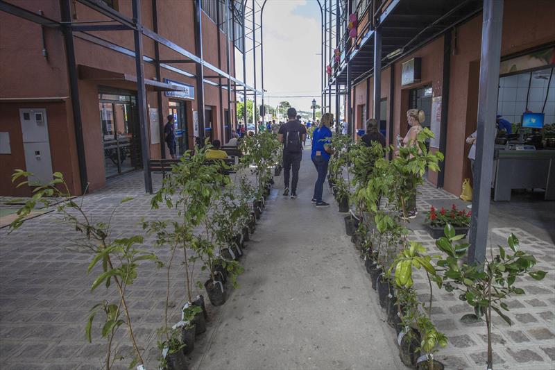 Regionais distribuem 7 mil mudas nativas a partir de segunda (21/2)