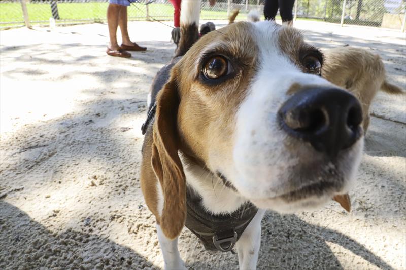 Espaço Amigo Bicho em praça do Juvevê agrada moradores