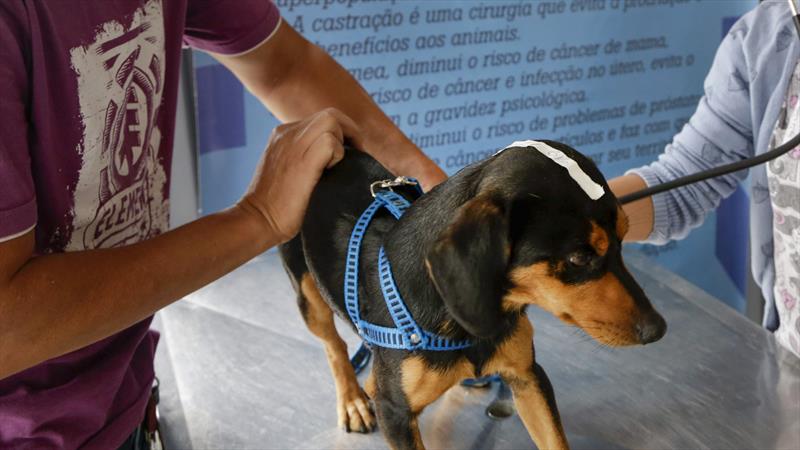 Mutirão oferece 2,3 mil vagas para castração de cães e gatos no Tatuquara