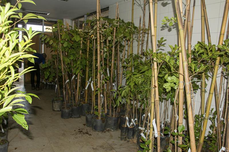 Regionais distribuem mudas nativas para plantio a partir desta terça-feira