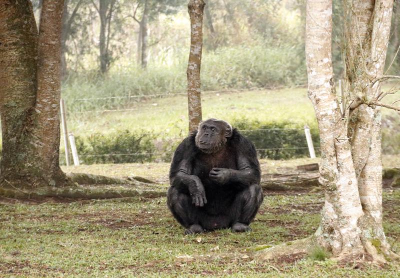 Pinhão e mel entram no cardápio do Zoo para animais se protegerem do frio