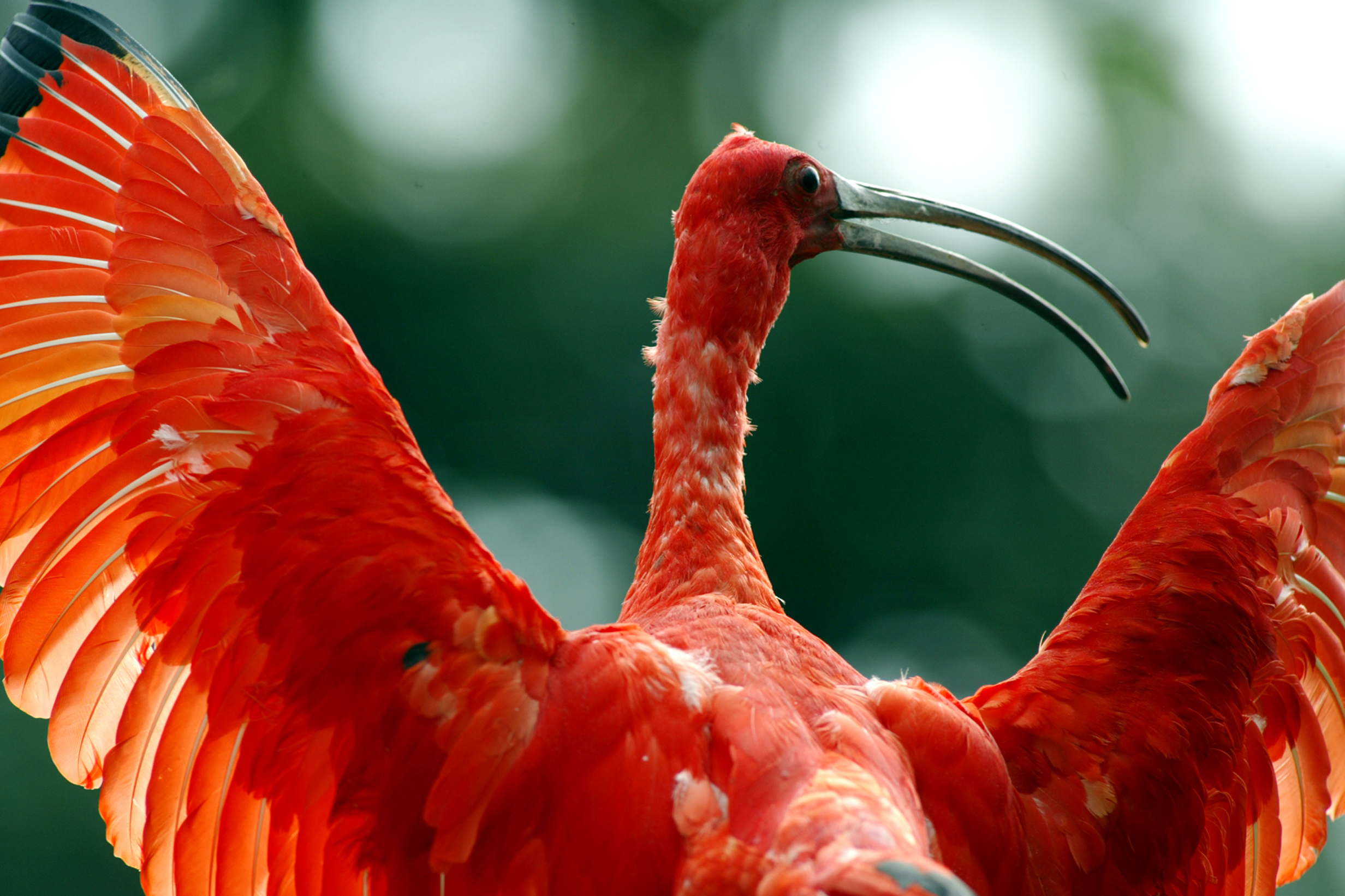 Governo do Paraná lança cartilhas de educação ambiental sobre fauna e turismo ecológico