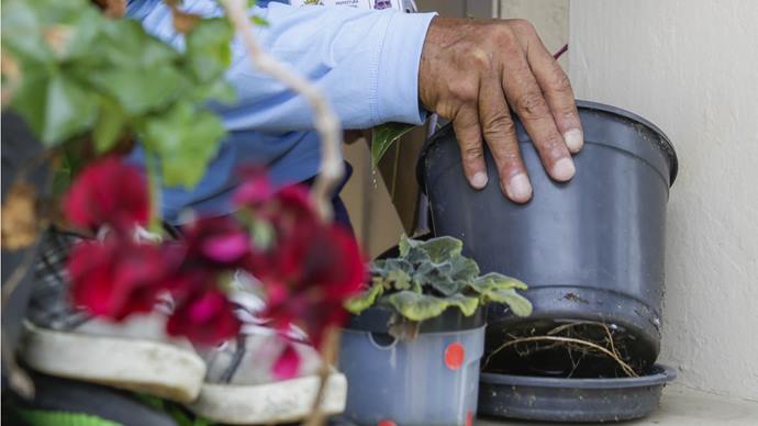 Dez passos para afastar o mosquito da dengue do seu quintal