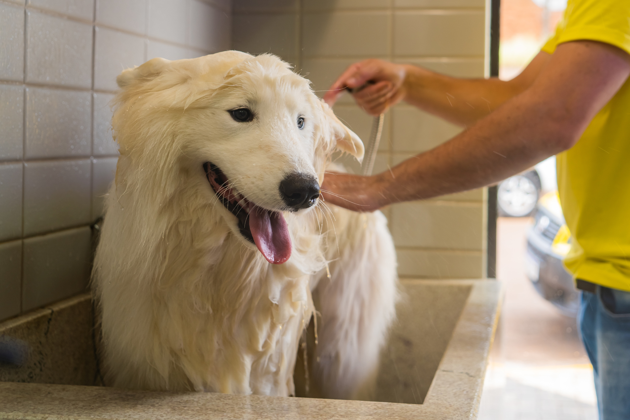 Banho em dias frios: confira algumas dicas de como manter a higiene dos cachorros durante o inverno