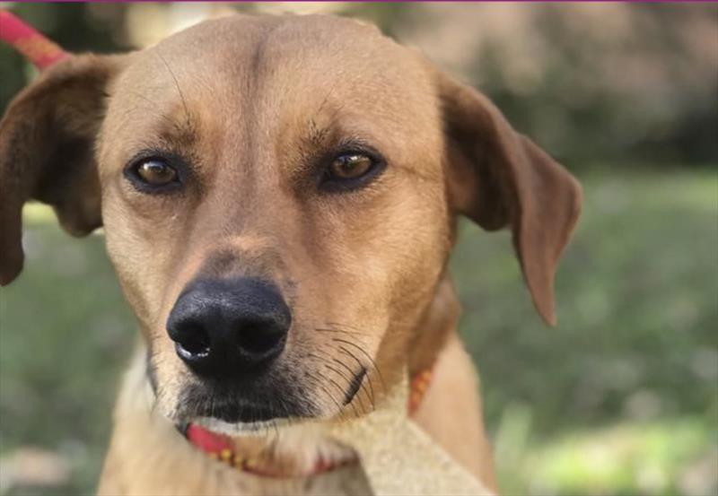 Proteção Animal tem novo canal para dicas e divulgação de adoção