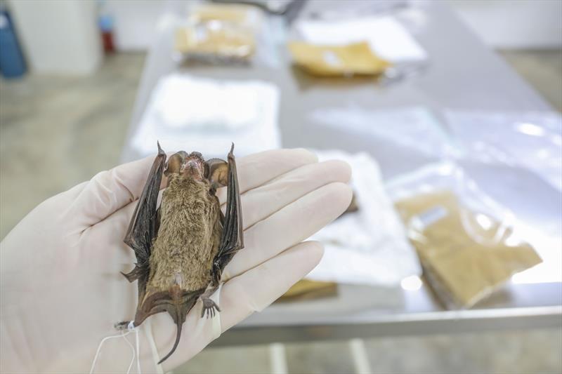 Saúde orienta população a evitar contato com morcegos