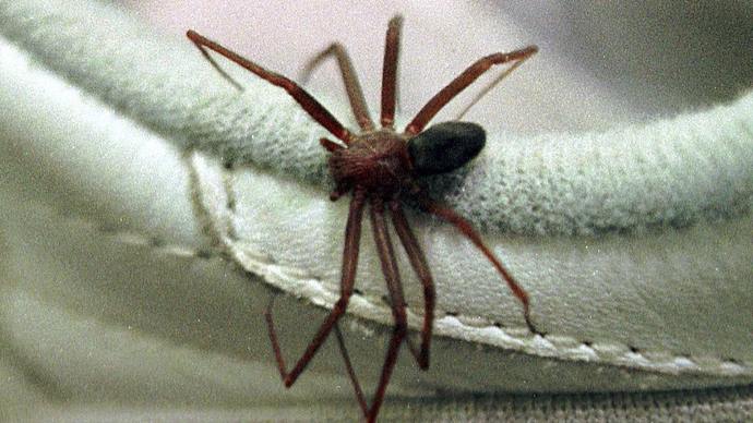 Confira 10 dicas da Saúde de Curitiba para evitar acidentes com a aranha-marrom