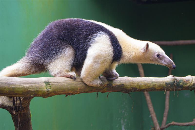 Urso-de-óculos e tamanduá-mirim: conheça os novos moradores do Zoo de Curitiba