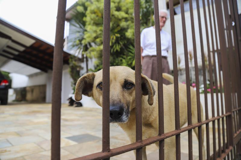 Censo Animal começa e vai apontar o número de cães e gatos em Curitiba