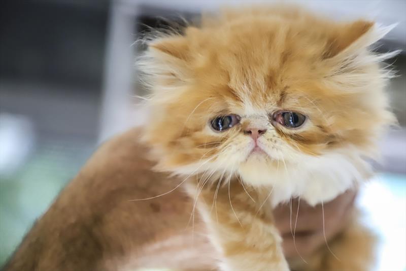 Curso gratuito para protetores de animais de Curitiba tem novas turmas