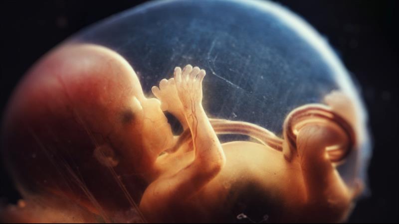 Biocêntricos: documentário premiado será lançado na Cinemateca de Curitiba