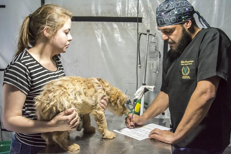 Mutirões de castração gratuita de cães e gatos chegam a mais três regionais de Curitiba