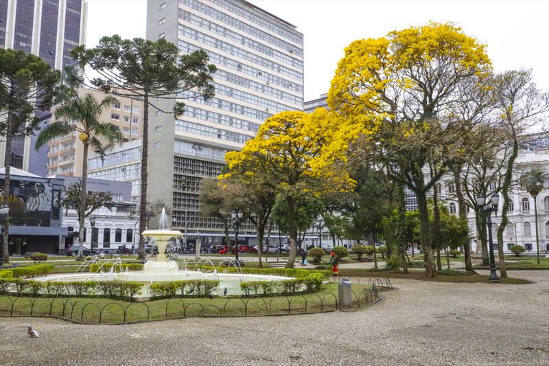 Ipês amarelos fazem das ruas de Curitiba um espetáculo visual