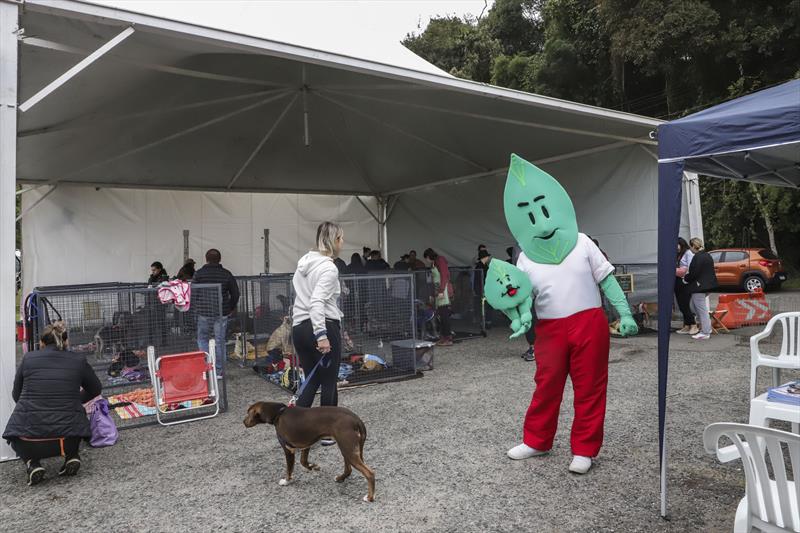 Com bênção de animais, Prefeitura de Curitiba reúne 60 cães para adoção gratuita