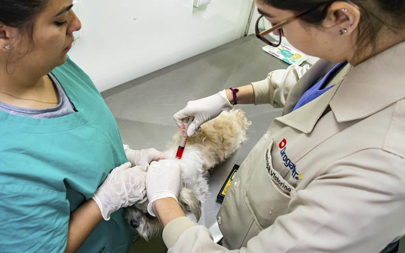 Rede de Proteção Animal de Curitiba abre agendamentos para castrações gratuitas de cães e gatos em fevereiro