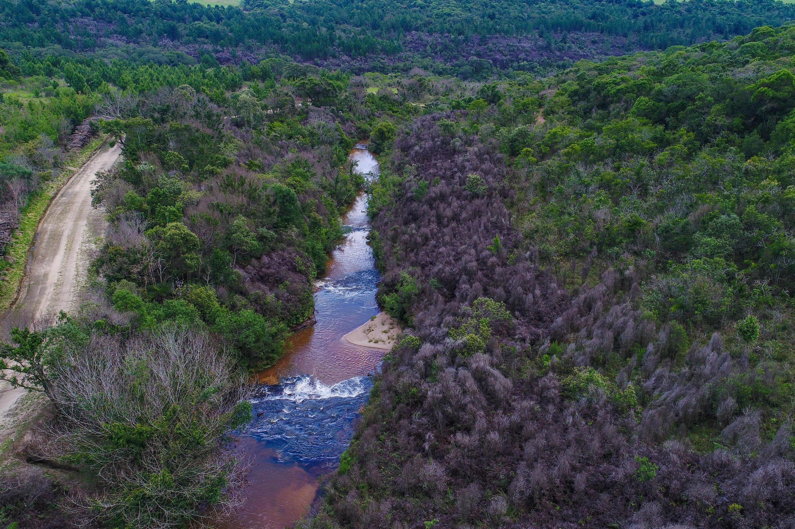 De olho num Carnaval natural? Parques do Paraná têm flora rica e cores exuberantes