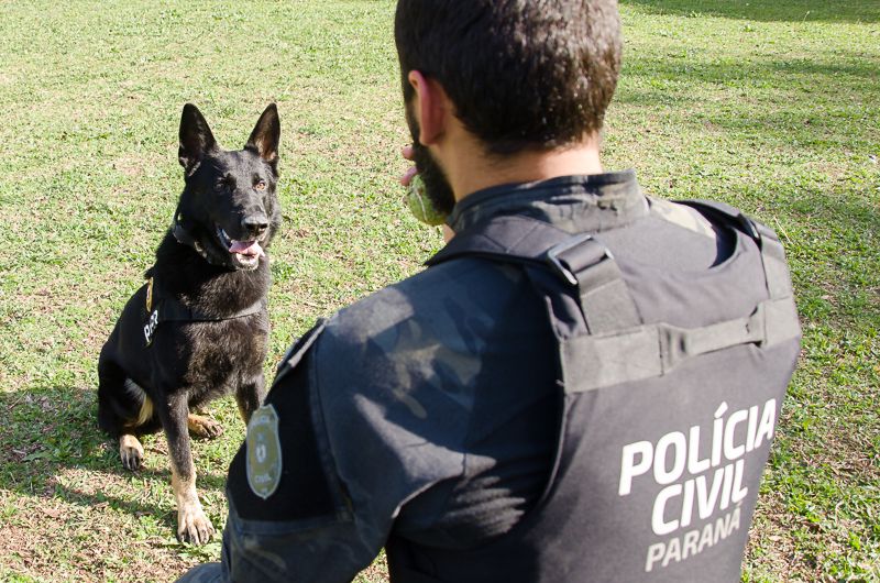 Polícia Civil do Paraná promoverá ações em alusão ao Junho Branco