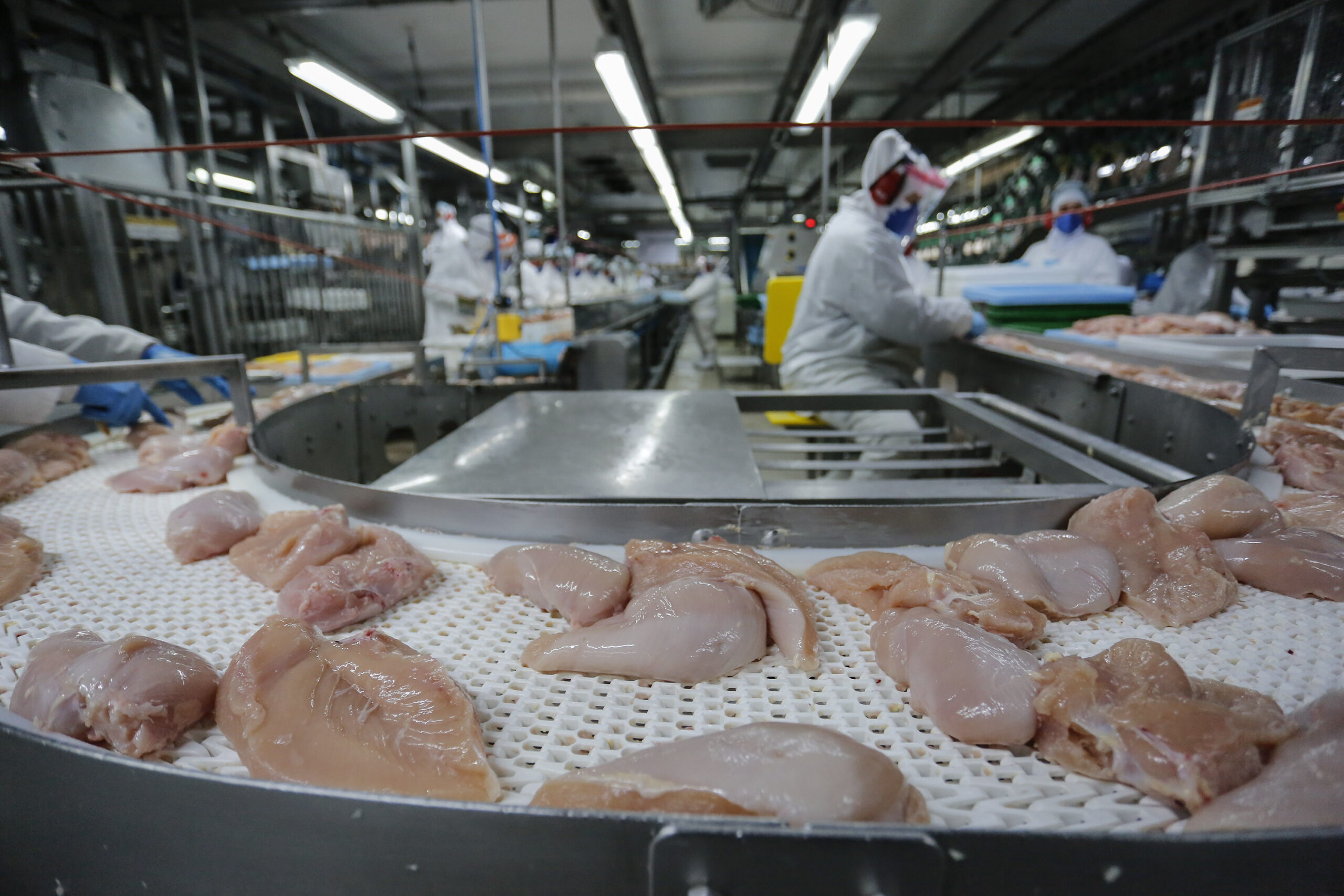 Com recorde, Paraná lidera produção de frango; abate de suínos também avança