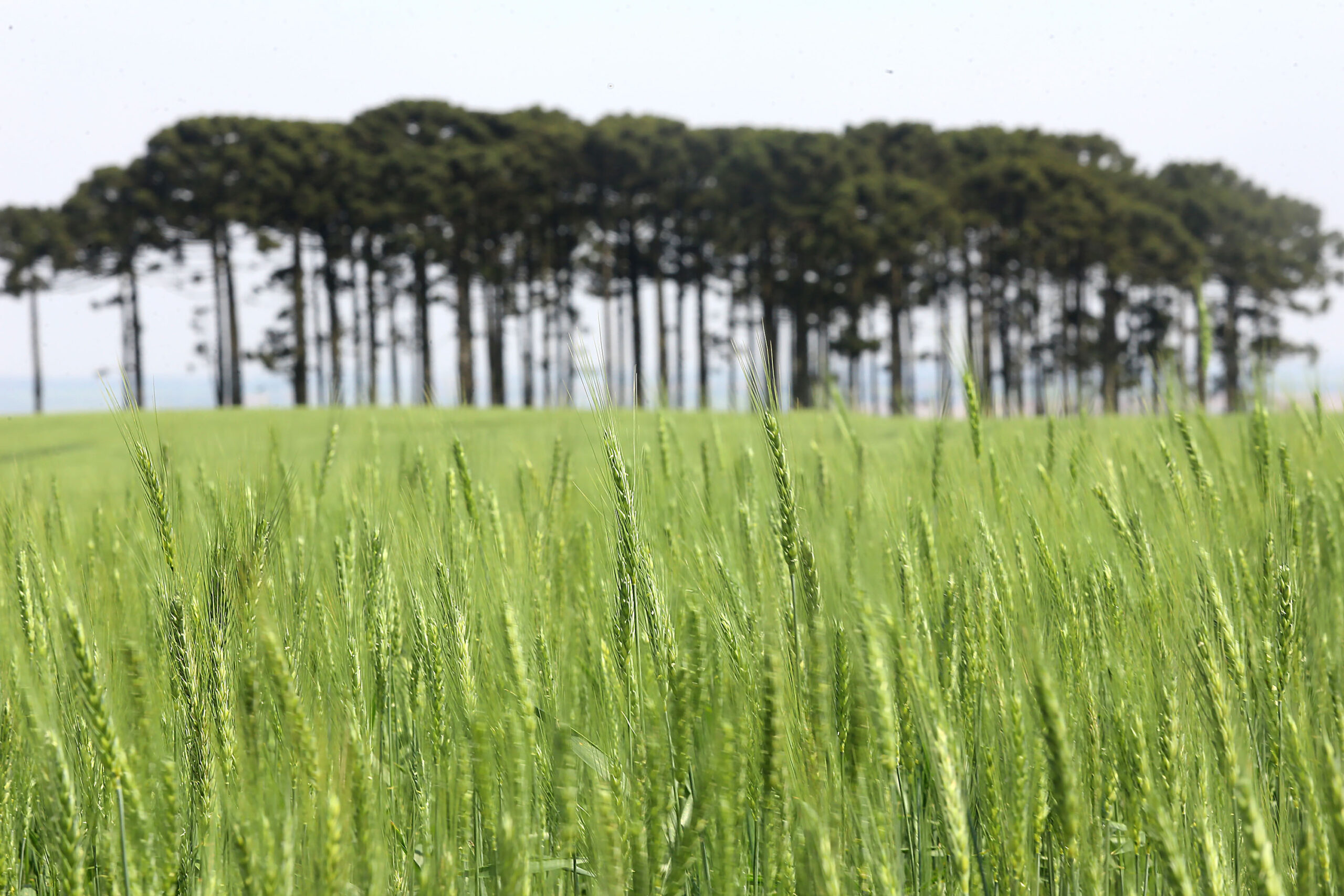 Com previsão de atingir 334 mil toneladas, plantio de cevada avança no Paraná