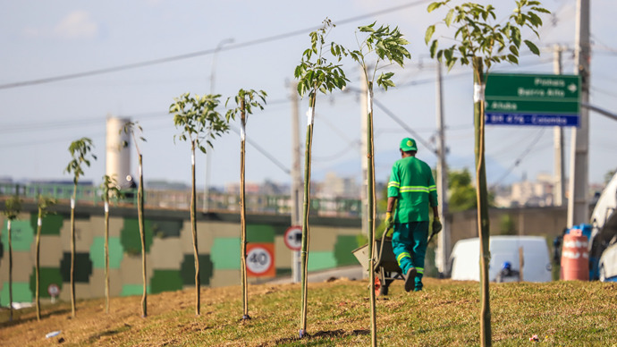 Mais de mil ipês irão colorir o trecho final da Linha Verde Norte em Curitiba