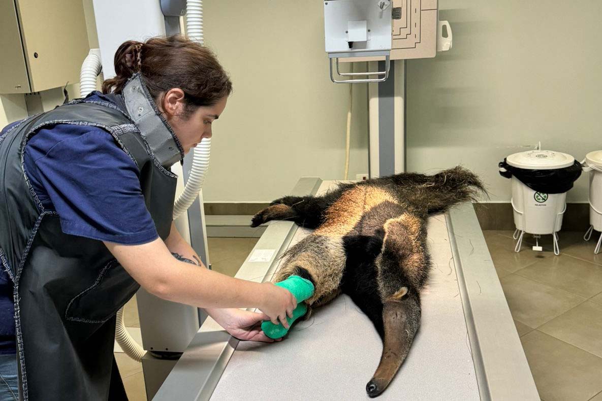 IAT devolve à natureza tamanduá-bandeira encontrado ferido em Wenceslau Braz