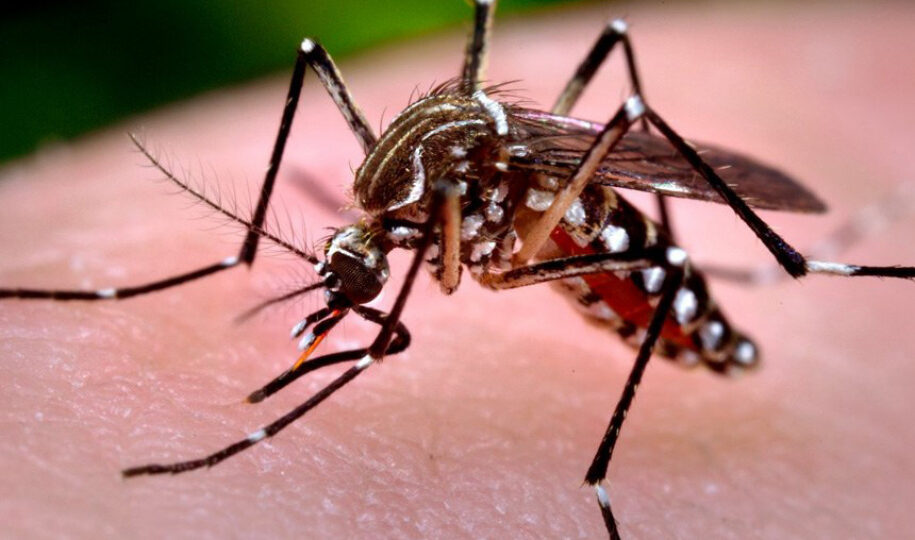 Secretaria da Saúde confirma 2.572 novos casos e seis óbitos por dengue no Paraná