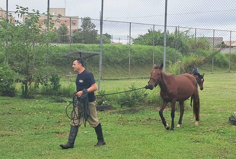 Rede de Proteção Animal faz a apreensão de sete cavalos em situação de risco no Parque Linear do Cajuru