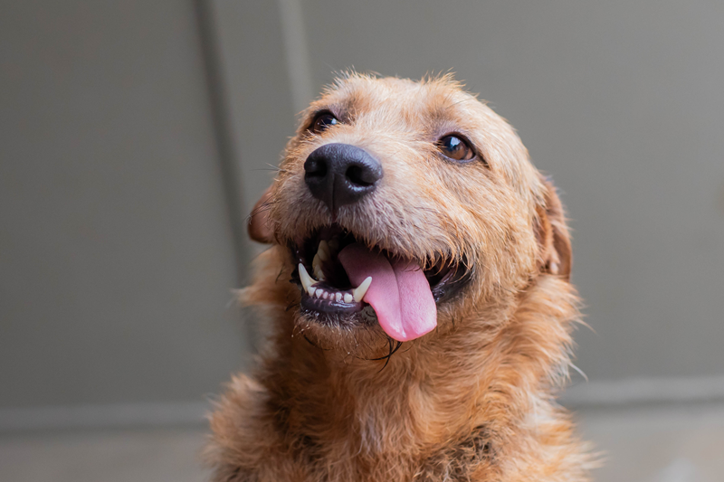 Rua da Cidadania Fazendinha recebe evento de adoção de cães e microchipagem