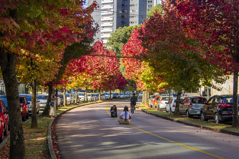 Prefeitura de Curitiba alerta sobre os cuidados ao fazer fotos e vídeos na “Rua do Outono”