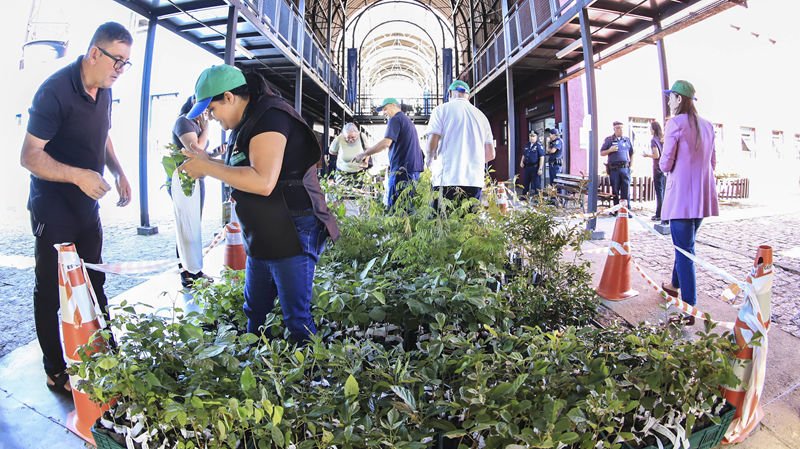 Saiba onde pegar uma muda de árvore no mês de novembro e ajudar Curitiba a ficar mais arborizada