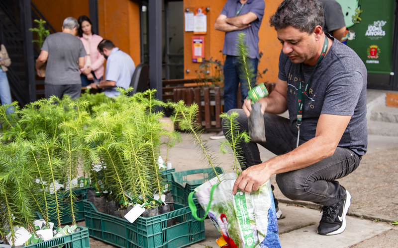 Últimas entregas de árvores do ano começam nesta semana; saiba onde garantir uma muda