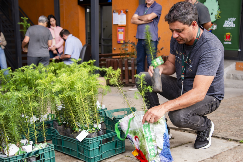Últimas entregas de árvores do ano começam nesta semana; saiba onde garantir uma muda